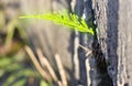 One bright green plant weed growing in the crack of exterior rough gray cement wall outdoors on sunny spring day Royalty Free Stock Photo