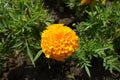 One bright orange flower head of Tagetes erecta in July Royalty Free Stock Photo