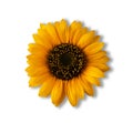 One bright orange sunflower isolated on white Royalty Free Stock Photo