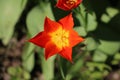 One bright orange tulip flower, Tulipa ballerina, lily-flowered tulip, blooming in spring showing stigma and anthers above view Royalty Free Stock Photo