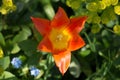 One bright orange tulip flower, Tulipa ballerina, lily-flowered tulip, blooming in spring showing the stigma and anthers Royalty Free Stock Photo