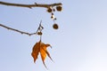 One bright orange-yellow autumn leaf of a plane tree against blue sky Royalty Free Stock Photo