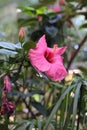 One Bright Pink Hibiscus Flower, Green Leaves as a Background Royalty Free Stock Photo