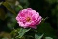 One bright pink rose against blurred background of green leaves Royalty Free Stock Photo