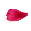 One bright purple petal of the peony corolla, close-up isolated on a white background. Single piece of flower head, elegant design Royalty Free Stock Photo