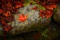 One bright red maple leaf on the rock Surrounded by leaves that began to wither In the forest in autumn in Japan Royalty Free Stock Photo