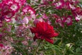 One bright red rose  against a background of small pink roses and green leaves on a sunny day in a flower garden Royalty Free Stock Photo