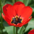 One bright tulip