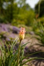 One bright yellow red hot poker flower closeup on blurry background. Torch lily, tritoma or kniphofia ornamental plant in garden Royalty Free Stock Photo