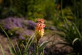 One bright yellow red hot poker flower closeup on blurry background. Torch lily, tritoma or kniphofia ornamental plant in garden Royalty Free Stock Photo