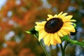 One bright yellow sunflower in a field of sunflowers on a blurred background Royalty Free Stock Photo