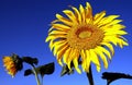 A large bright yellow sunflower set against the clear blue sky Royalty Free Stock Photo
