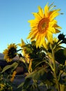 One bright yellow sunflower set against a clear blue sky with yellow petals and green leaves Royalty Free Stock Photo