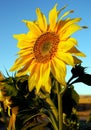 One bright yellow sunflower set against a clear blue sky with yellow petals and green leaves Royalty Free Stock Photo