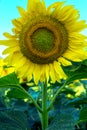 One bright yellow sunflower. Sunflower standing in a field Royalty Free Stock Photo