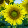 One bright yellow sunflower. Sunflower standing in a field Royalty Free Stock Photo