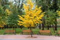 One bright yellow tree in city park between green plants and wooden benches. Autumn season beginnings