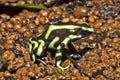 Brightly colored frog, Green and Black Dart Frog, Dendrobates auratus