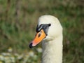 Mute Swan at Broadwater, near Tywyn, Mid Wales Royalty Free Stock Photo