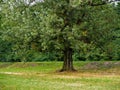 One broadleaved spring tree standing alone in landscape