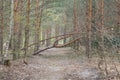 one broken brown pine tree fell on a gray sand road among trees Royalty Free Stock Photo