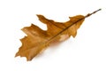 One brown autumn leaf