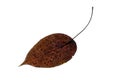 One brown autumn leaf on a white isolated background Royalty Free Stock Photo