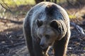 Brown bears walking alone in the forest