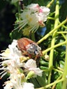 Brown beetle on white flower, Lithuania Royalty Free Stock Photo