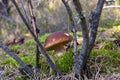 One brown cap edible mushrooms grows Royalty Free Stock Photo