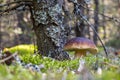 One brown cap edible mushrooms grows in forest Royalty Free Stock Photo