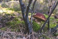 One brown cap edible mushrooms grows in moss Royalty Free Stock Photo