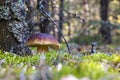 One brown cap edible mushrooms grows in nature Royalty Free Stock Photo