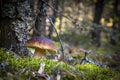 One brown cap edible mushrooms grows in wood Royalty Free Stock Photo