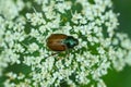 One brown chafer beetle sits on a white flower Royalty Free Stock Photo
