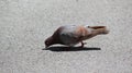 Brown city colorful dove with concrete background