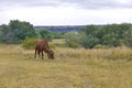 One brown cow grazes against the backdrop of the natural landscape. Royalty Free Stock Photo