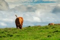 One brown cow in a green field, Beautiful cloudy sky in the background, Royalty Free Stock Photo