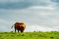 One brown cow in a green field, Beautiful cloudy sky in the background, Royalty Free Stock Photo