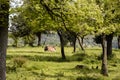 One brown cow laying down on the grass in the trees, relaxing in a sunny day Royalty Free Stock Photo