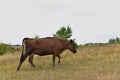 One brown cow walks on the grass. Royalty Free Stock Photo