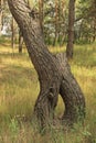 one brown crooked pine tree trunk in green grass Royalty Free Stock Photo