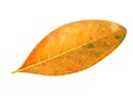 one brown dry leaf isolated on white background with clipping path.Selection focus Royalty Free Stock Photo