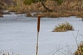 Brown dry reeds on the shore of a frozen lake Royalty Free Stock Photo