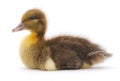 One brown duckling Royalty Free Stock Photo