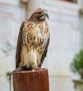 Eagle in captivity Royalty Free Stock Photo