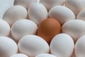 One brown egg in the middle of a group of eggs with a white shell Royalty Free Stock Photo