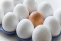 One brown egg in the middle of the white eggs Royalty Free Stock Photo
