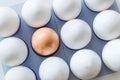 One brown egg in the middle of the white eggs Royalty Free Stock Photo