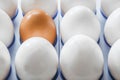 One brown egg in the middle of the white eggs Royalty Free Stock Photo